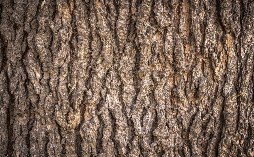 Prześliczny oraz {estetyczny zieleniec to nie lada wyzwanie, w szczególności jak jego konserwacją zajmujemy się sami.