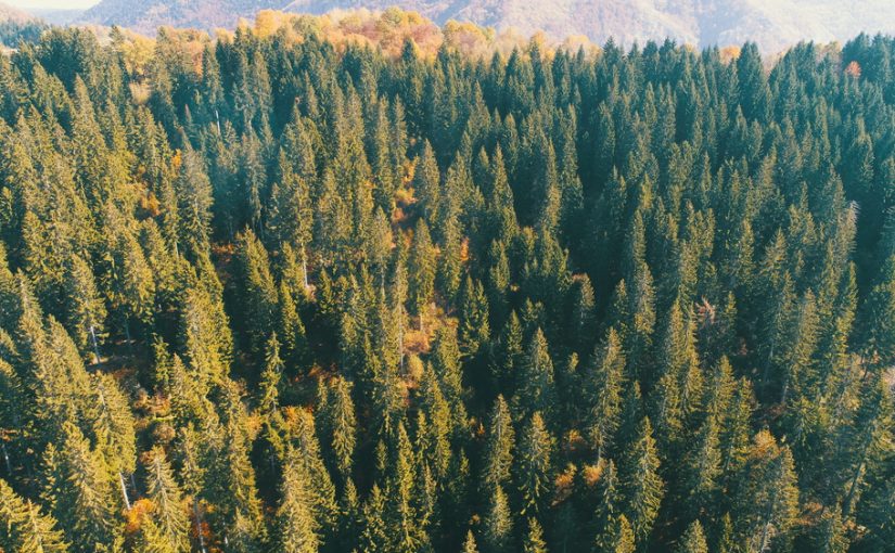 Szambo – Podstawowe Dla Zdrowia i Środowiska: Funkcje, Konserwacja, Usuwanie. Dbajmy o Rodzinne Otoczenie, Zauważmy Znaczenie Organizmu Kanalizacyjnego.